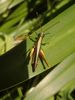 FieldOccurrence 53; 8370cb90-1b36-4e00-9925-3f3a85db4c31; Tanzania
Nilo Forest Reserve E Usambara, 2018/01/26: male, dorsal view. (FieldOccurrence).