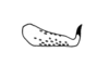 Dirshacris aridus Brown, 1959: Plate 2, Fig. 9. male, left cercus, lateral view. (Otu).