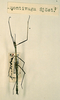 CollectionObject 1558025; dc0fb5f6-1902-453e-bef0-76f4053a8b58: copyright NHRS, Stockholm. male (syntype). (CollectionObject).