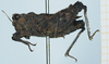 CollectionObject 1583756; 403716bd-b6f9-4158-9cc4-faf524893993: female, lateral view. (CollectionObject).