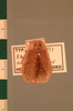 Haanina adusta (Walker, 1869): Copyright UMO, Oxford. Type, dorsal view. (Otu).