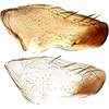 Pygofer, lateral view: Pygofer, lateral view. (Observation).