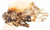 Habitus, lateral view on Bakerella maculata Crawford, 1914: (Observation).