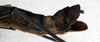 CollectionObject 1560645; NMW 94, 931e5c8a-c98a-4942-8864-98be643af838: copyright NMW. female: end of abdomen, lateral view (lectotype). (CollectionObject).