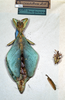 CollectionObject 1561208; da22c0d4-b4ee-4e89-b780-674bde3aa142, NMW 299: copyright NMW, Vienna. female (syntype). (CollectionObject).