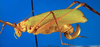 CollectionObject 1501727; 26af57d6-a20b-4ef0-8f00-15972ae2dde8: female, lateral view. (CollectionObject).