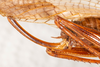 CollectionObject 1531237; cc43f315-e9ff-4f2e-98ee-d6d54d6eda3f: female, lateral view (holotype). (CollectionObject).