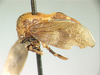 Postanomus Funkhouser, 1951: _Postanomus reticulatus_. (Otu).