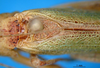 CollectionObject 1521376; 67e40dea-e72f-4855-b47e-aef92f80afcb: male, stridulatory area (holotype). (CollectionObject).