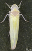 Habitus, dorsal view on Edwardsiana ishidai (Matsumura, 1932): Habitus (female). (Observation).