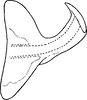 Aedeagus, lateral view: Aedeagus, lateral view. (Observation).