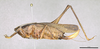 CollectionObject 2208340; MPEGMPEG 05035883, 54ca76cc-304e-48ea-832e-e9a6f5bc0905: Female habitus, lateral view. (CollectionObject).