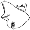 Pygofer, lateral view on Eupteryx (Stacla) sikkimensis Dworakowska, 1994: Pygofer, lateral view. (Observation).