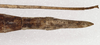 CollectionObject 1560688; 1a2fa274-bb9e-48d6-aa7b-2629218d3300: copyright UMO. female of synonym Bacillus pasithoe: end of abdomen, dorsal view (holotype). (CollectionObject).