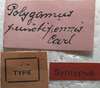 CollectionObject 1505878; d933f830-6bdd-4241-b166-0465ee622bb9: male label (syntype). (CollectionObject).;CollectionObject 1505879; 8a29884e-38dd-469c-a700-256fd96f53de: male label (syntype). (CollectionObject).