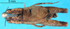 CollectionObject 1502649; 73952108-3623-4d56-8e18-905d1b148212: male, dorsal view (paralectotype). (CollectionObject).