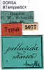 CollectionObject 1500348; ecd96df7-66f9-4762-b239-bff3048446d6: labels (syntype). (CollectionObject).