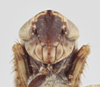 Head on Athysanella (Acamella) tamara Wesley & Blocker, 1985: Head. (Observation).