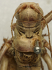 CollectionObject 1534973; 11025ea4-d3b2-468d-b8a1-d4afb4c58bf6: male pronotum, dorsal view (lectotype). (CollectionObject).