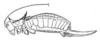 Polyancistroides xanthicles Rehn, 1937: Fig. 169. female habitus (body length 41-43 mm, pronotum 8-8.8 mm, ovipositor 17-17.6 mm). (Otu).