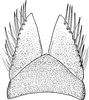 Subgenital plate: !! display not done !! on Metalimnus marmoratus (Flor, 1861): Subgenital plate. (Observation).