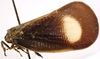Habitus, lateral view: (Observation).