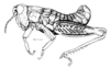 Tristira magellanica (Bruner, 1900): Fig. 16. male habitus. (Otu).