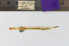 CollectionObject 1557844; 139679a7-b8dd-44d1-9f19-52a363483eda: copyright ESALQ. male, ventral view (holotype). (CollectionObject).