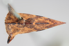 Habitus, dorsal view: !! display not done !! on Heliria strombergi Goding, 1893: (Observation).