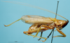 CollectionObject 1537778; 12a53991-0de3-49e7-bd66-f5b1fe24d8e1: male, lateral view. (CollectionObject).