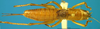 CollectionObject 1505453; 475c0a80-0434-489a-ab98-dca9f74f0727: female, dorsal view. (CollectionObject).