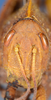 CollectionObject 1600057; 05460622-4a15-432b-b902-e88c96154b25: female, frontal view (syntype). (CollectionObject).