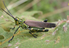 Chromacris speciosa (Thunberg, 1824): male. (Otu).