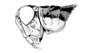 Eurotettix monnei Pujol-Luz, Alves Dos Santos & Guerra, 2001: Fig. 5AB. male head and pronotum, lateral view. (Otu).