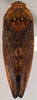 Habitus, dorsal view on Prairiana exactera (DeLong, 1980): Male specimen [DZUP]: habitus, dorsal view. (Observation).