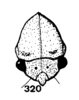 Head: !! display not done !! on Stictocephala lutea (Walker, 1851): (Observation).