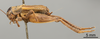 Female, lateral view (SYNONYM holotype) Depicts CollectionObject 1522792; 68fb5191-e292-4c6c-80c2-c60bf2803768, a CollectionObject.