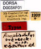CollectionObject 1505047; c6436e5e-acd7-48f5-b765-43881126eddb, DORSA D003XF01: labels (holotype). (CollectionObject).