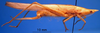 female, lateral view (allotype). Depicts CollectionObject 1530824; bac427de-329c-448b-afab-c560b19a2332, a CollectionObject.