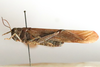 CollectionObject 1528834; d9c1e09e-77e3-405b-bbbe-c4003584cb89: male, lateral view (lectotype of Bryodema gebleri var. mongolica). (CollectionObject).