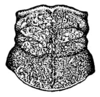 Coscineuta matensis Rehn, 1918: Pl. 18, Fig. 9. female pronotum, dorsal view. (Otu).