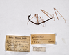 CollectionObject 1558065; 309efa1f-0c8a-46ff-9b9b-cfaadde6c3f6: copyright ZMHB, Berlin. male, data labels (holotype). (CollectionObject).
