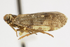 Habitus, lateral view: (Observation).