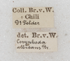 CollectionObject 1565832; NMW No. 4098', a66dc8f3-de33-47be-9ef1-6fe9ca8625ee: labels (syntype). (CollectionObject).