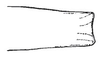 Eucaulopsis truncata Hebard, 1931: Pl. 1, Fig. 11 (after type). lateral view of apex of male tegmen. (Otu).