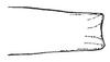 Pl. 1, Fig. 11 (after type). lateral view of apex of male tegmen. Depicts Eucaulopsis truncata Hebard, 1931, an Otu.