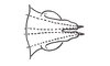 Digamacris amoena (Stål, 1878): Fig. 11. apex of endophallus, dorsal view. (Otu).
