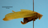 CollectionObject 1542930; DEES MZLQ-I0060', d5e706a6-3605-40a8-bd8a-16ebbe114d35: female, body lateral view (allotype). (CollectionObject).