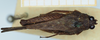 female, dorsal view (syntype). Depicts CollectionObject 1580801; 426a6359-b73f-422c-8c6c-72e2f40eb13c, DORSA D036XF01, a CollectionObject.