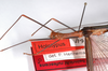 CollectionObject 1560332; 3a1d105e-fb10-4cfb-aca8-b88d161294c1: copyright MNHU, Berlin. male: head & thorax, lateral view (holotype). (CollectionObject).
